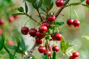 Blog_Murta_Herejía Dry Gin