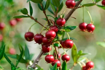 Blog_Murta_Herejía Dry Gin